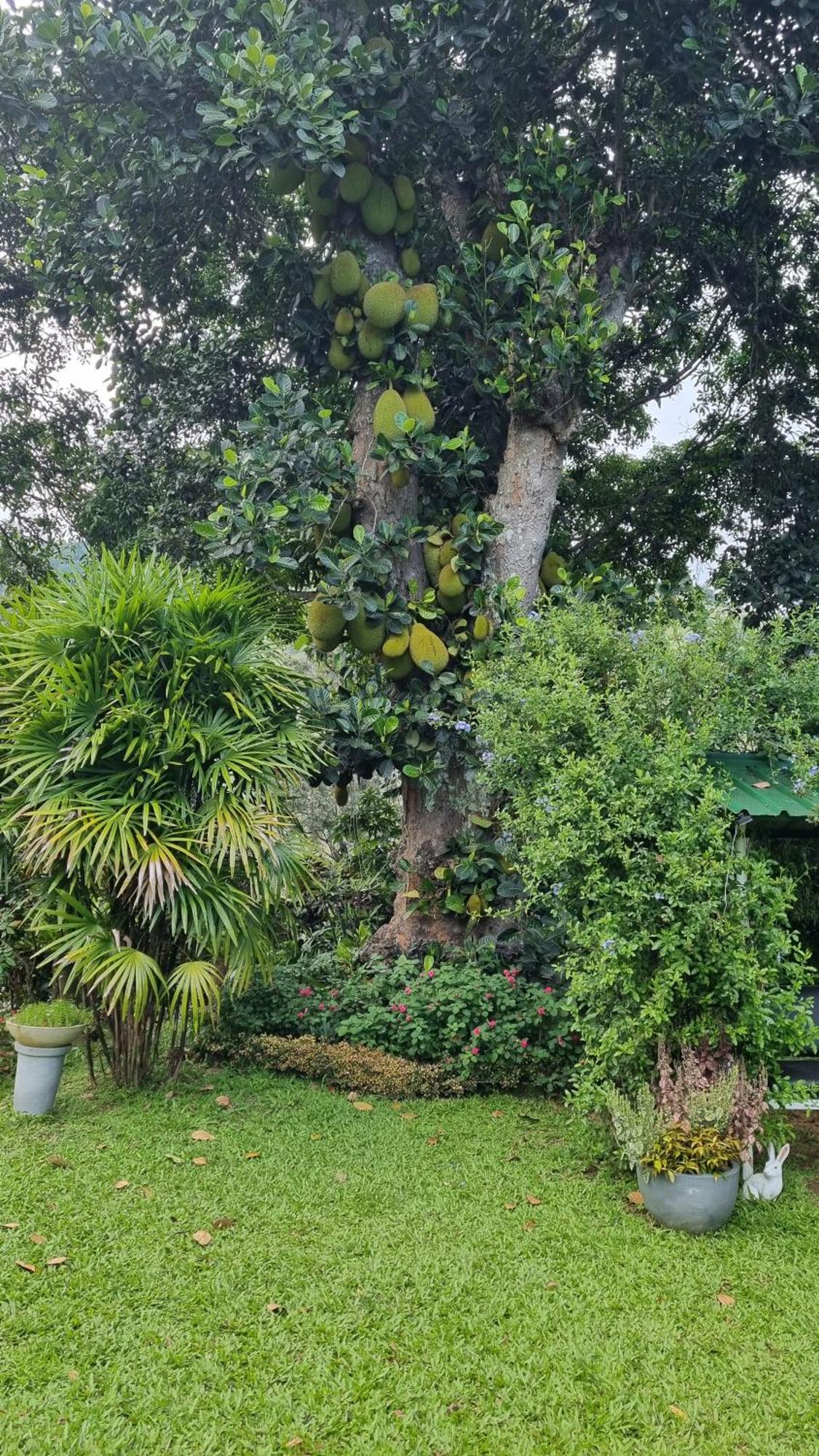 Sithara Estate Bungalow Ella Extérieur photo